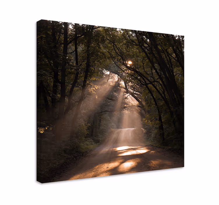 Quadro de paisagem trilha da floresta ensolarada - TenStickers