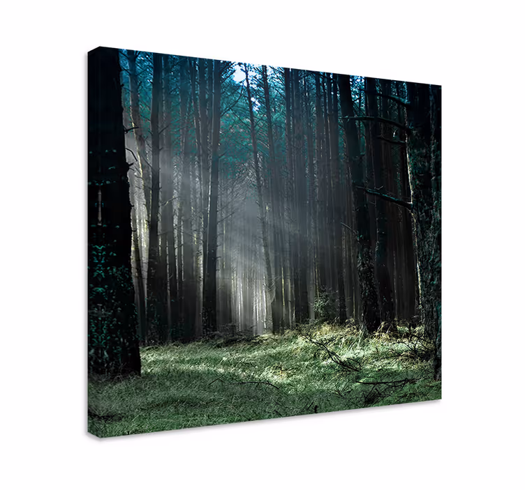Quadro de árvores luz da floresta mística - TenStickers
