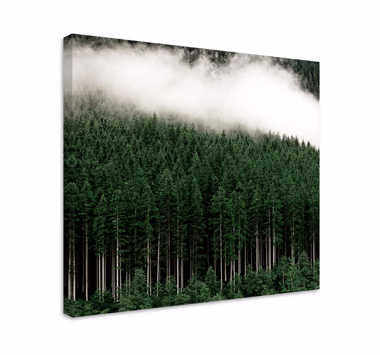 Quadro de árvores floresta verdejante nebulosa - TenStickers
