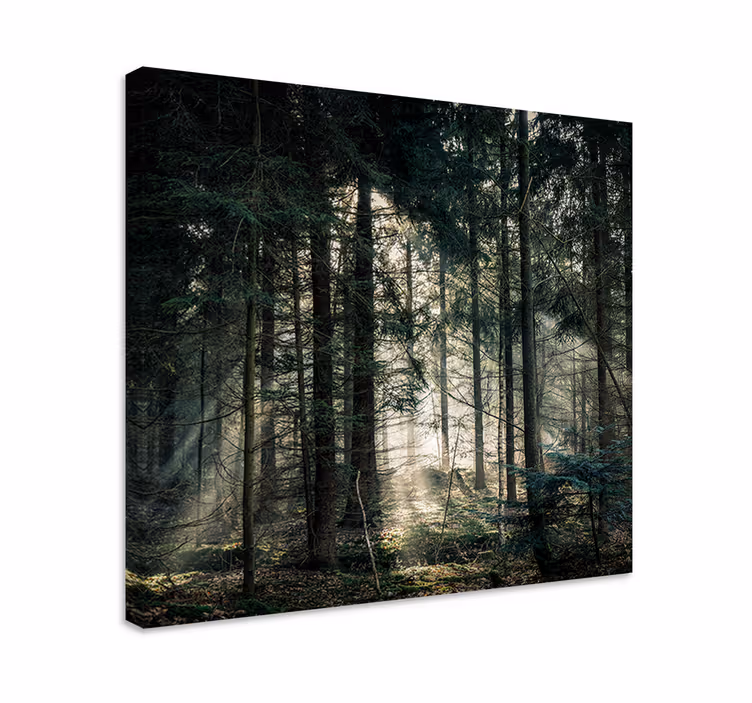 Quadro de paisagem raios de sol filtrando pela folhagem - TenStickers