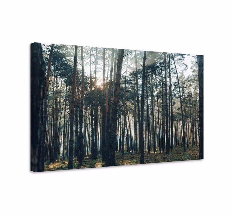 Quadro de paisage Lindo produtode floresta de pinheiros - TenStickers