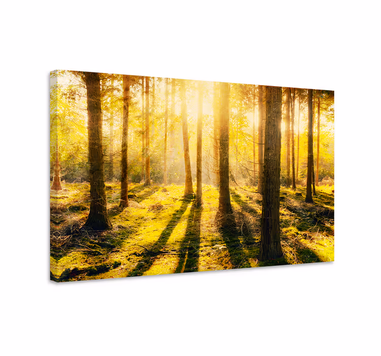 Quadro de paisagem vista de bosque ensolarado - TenStickers