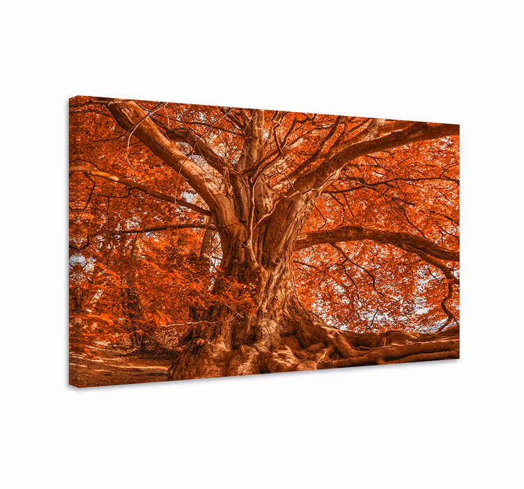Quadro de árvores dossel majestoso de outono - TenStickers