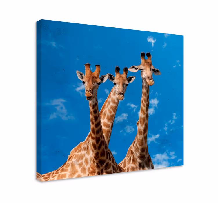 Quadro animais retrato de trio de girafas - TenStickers