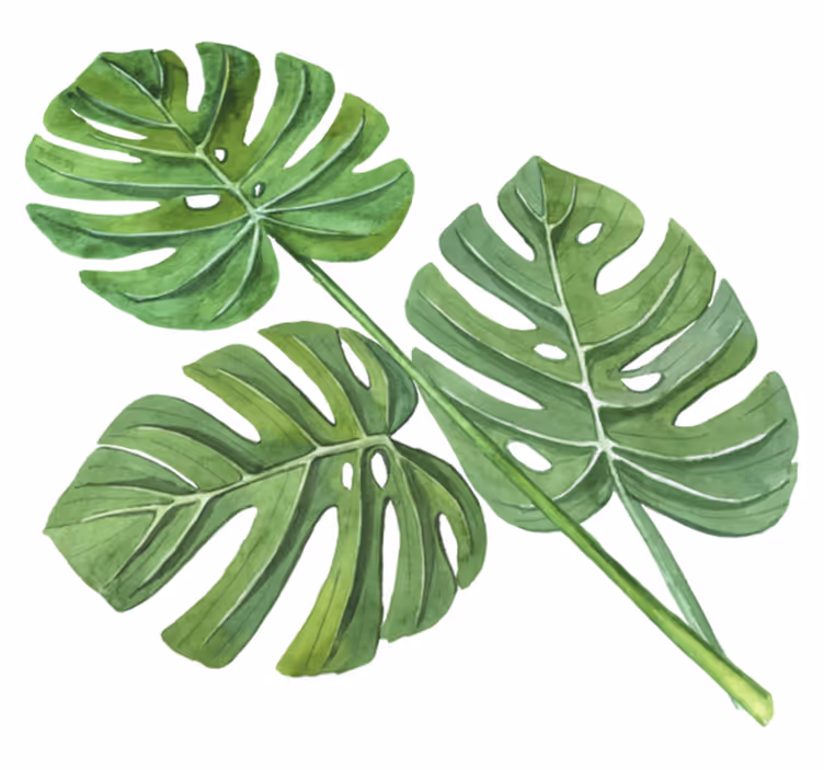 Tapete vinílico flores e plantas folhas aquareladas monstera - TenStickers