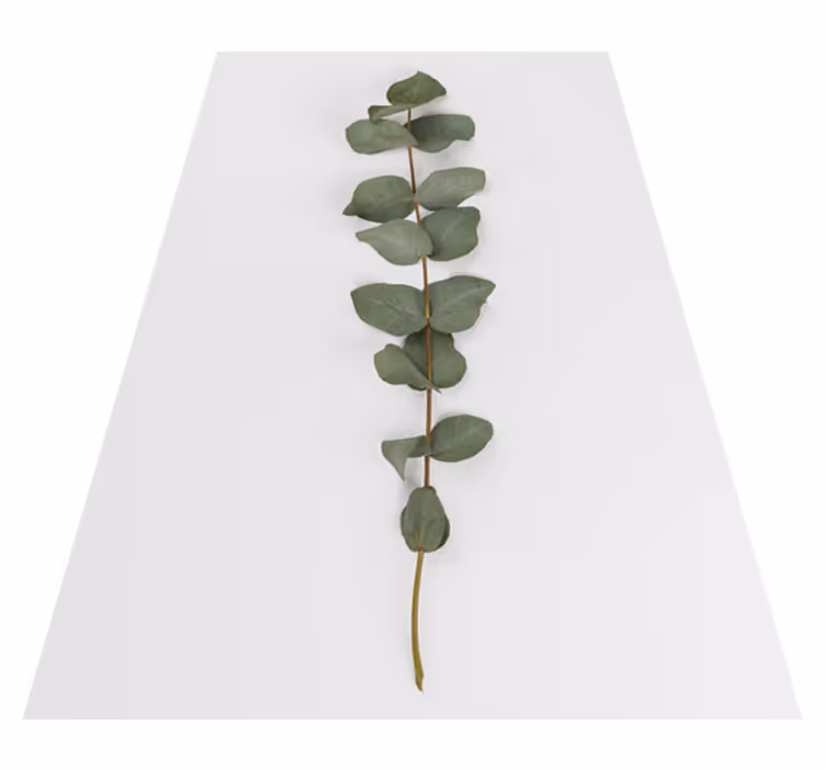 Tapete vinílico flores e plantas folhas de eucalipto - TenStickers