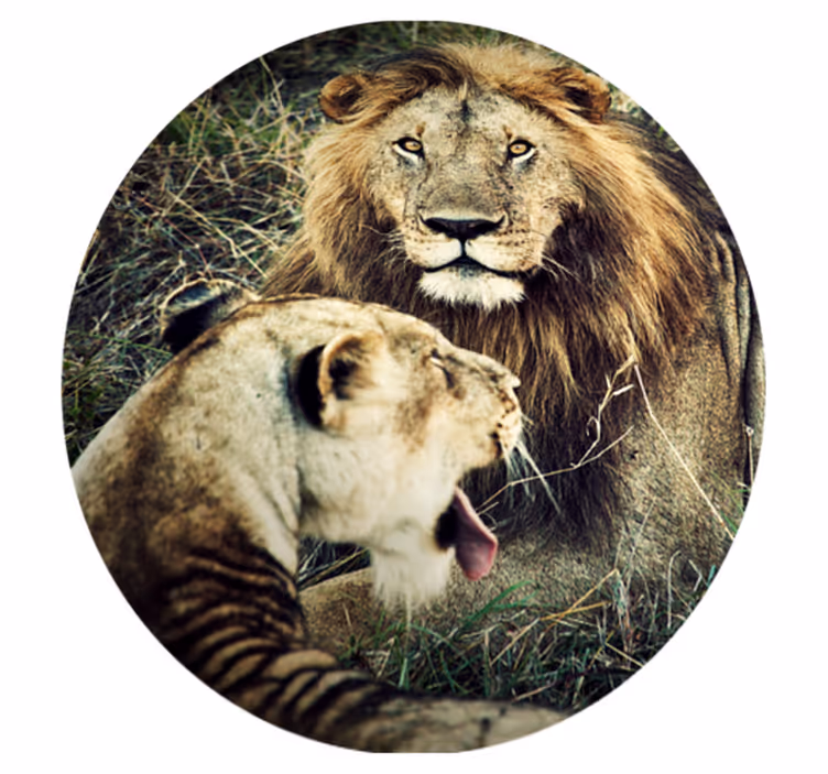 Tapete animal leão e leoa - TenStickers