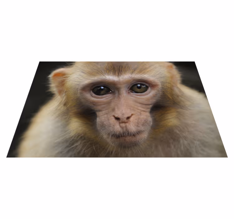 Tapete vinílico de animais cara de macaco bebê - TenStickers