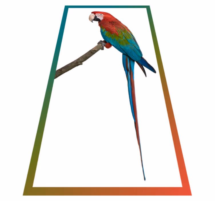 Tapete vinílico de animais arara colorida - TenStickers