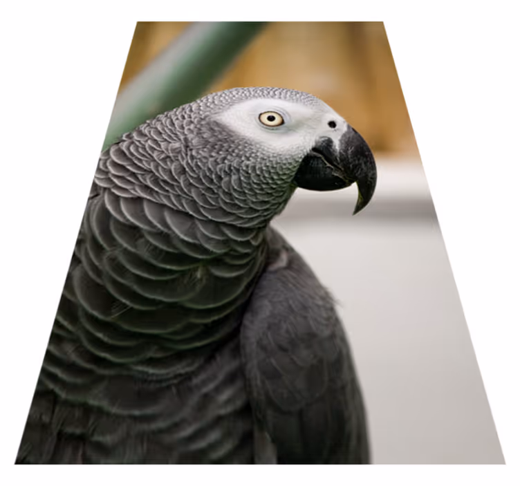 Tapete vinílico de animais papagaio cinza em close-up - TenStickers