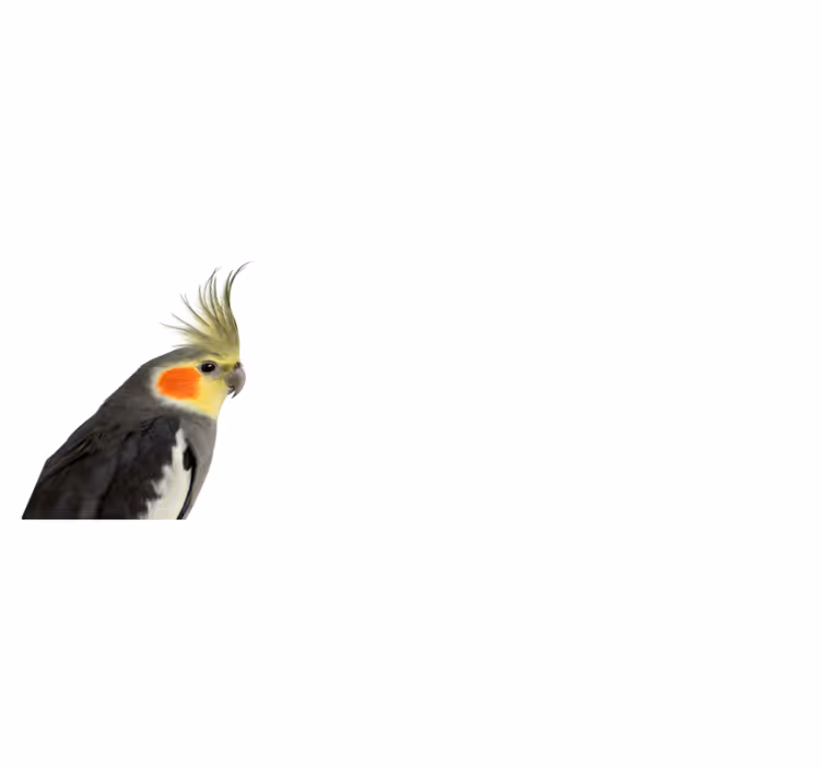 Tapete vinílico de animais silhueta de calopsita - TenStickers
