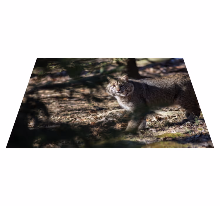 Tapete vinílico de animais cena de gato selvagem - TenStickers