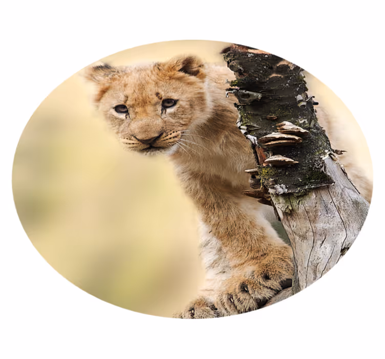 Tapete vinílico estampa de animal filhote de leão curioso - TenStickers