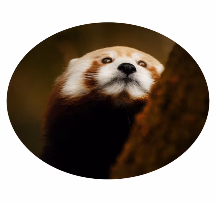 Tapete vinílico para gabinete Animal panda vermelho fofo - TenStickers