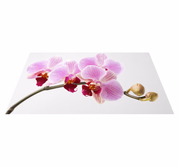 Tapete vinílico flores e plantas design de orquídea rosa - TenStickers