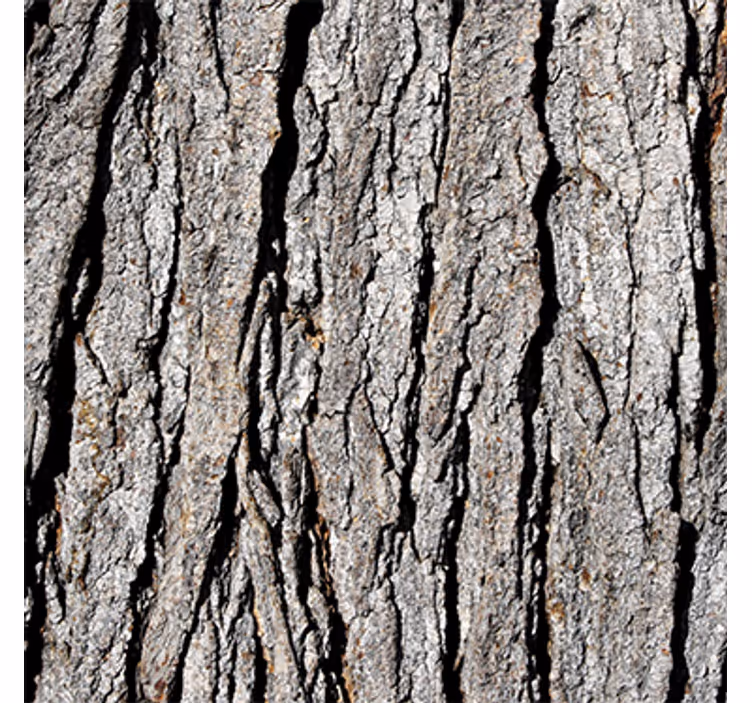 Papel de parede madeira padrão de tronco realista - TenStickers
