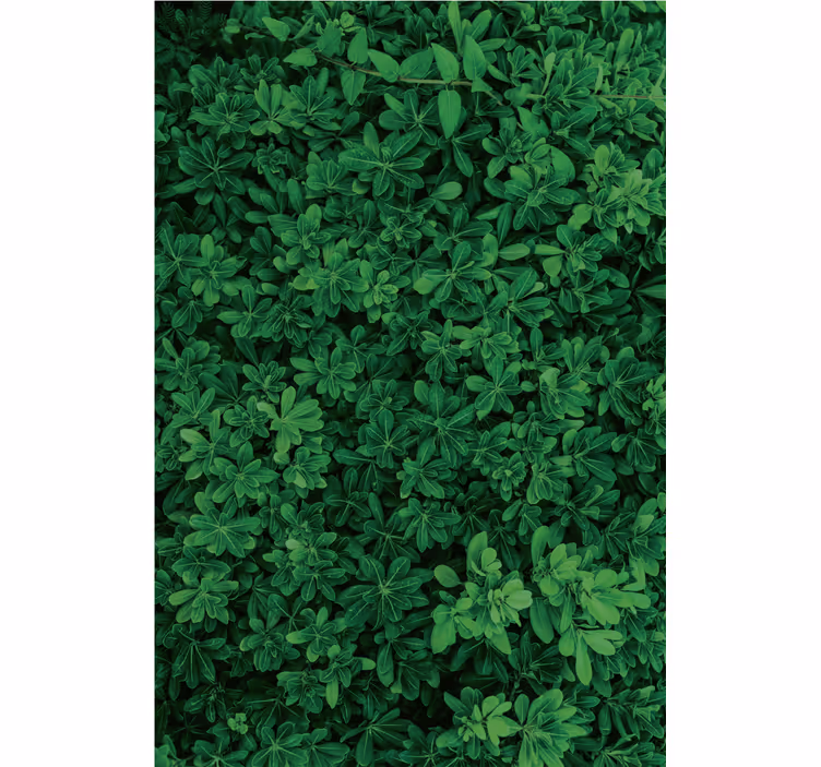 Papel de parede natureza verde profundo - TenStickers