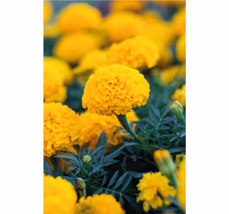 Papel de parede flores flores de calêndula amarelas - TenStickers