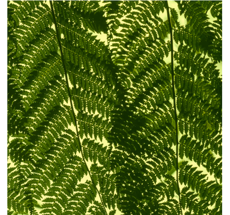 Papel de parede nórdicos planta de samambaia verde - TenStickers
