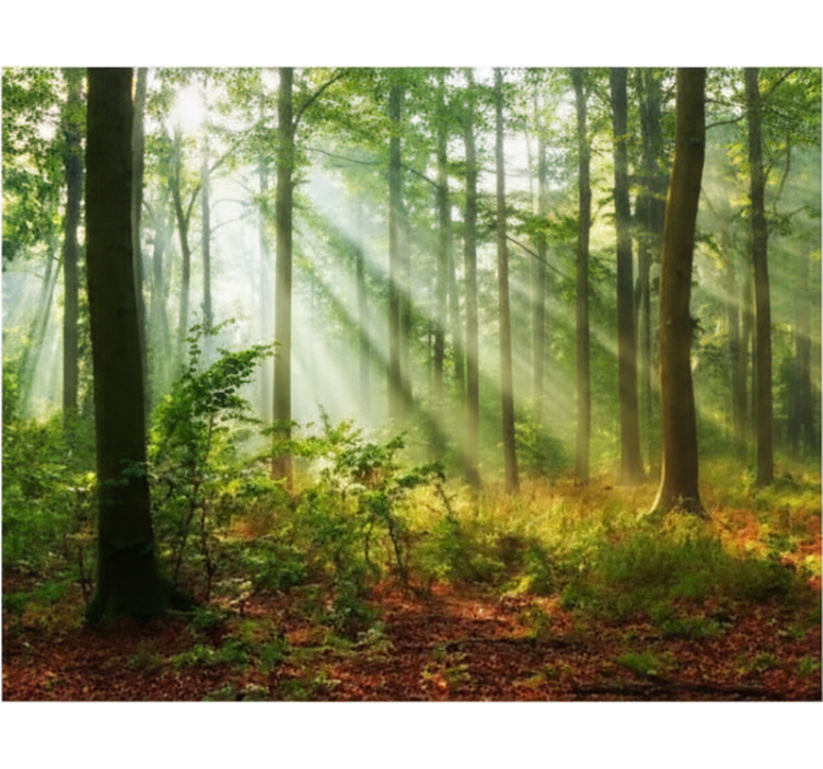 Estores de rolo de árvores luz natural na floresta - TenStickers