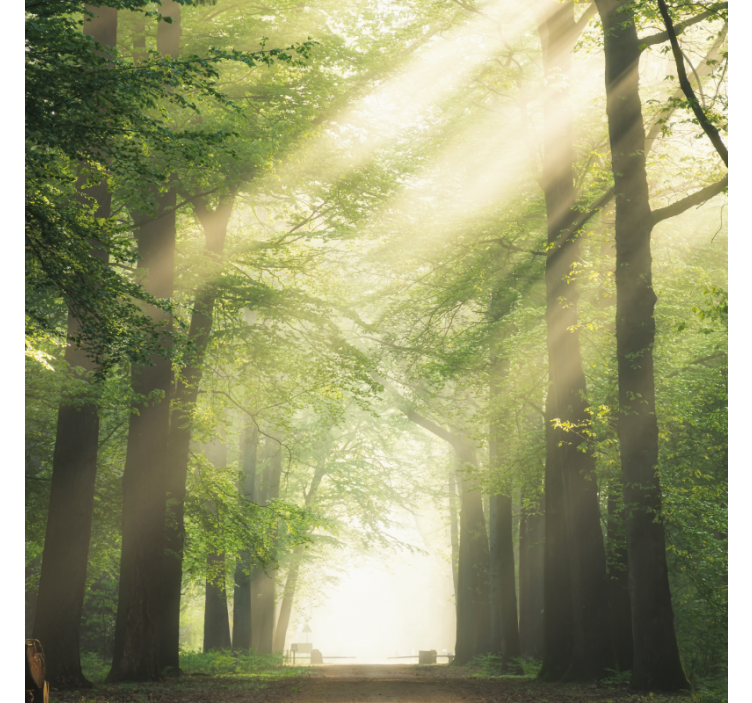 Estore de rolo para sala floresta verde com sol - TenStickers