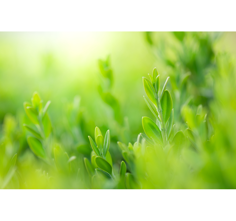 Estore de rolo para sala folhas verdes claras - TenStickers