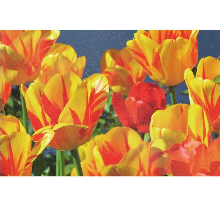 Estore de rolo para sala tulipas vermelhas e amarelas - TenStickers