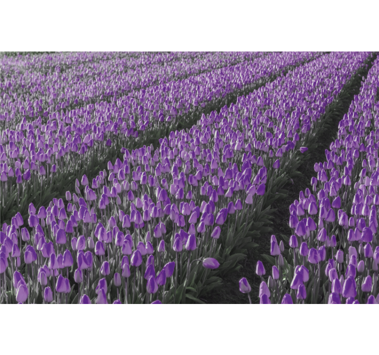 Estore de rolo para sala campo de tulipas - TenStickers