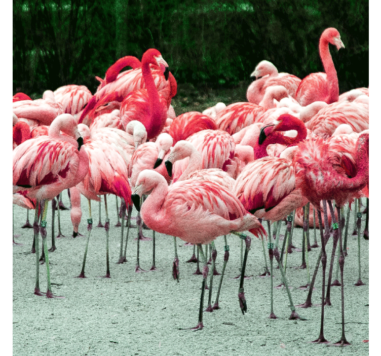 Estore de rolo para sala com flamingos bonitos na água - TenStickers
