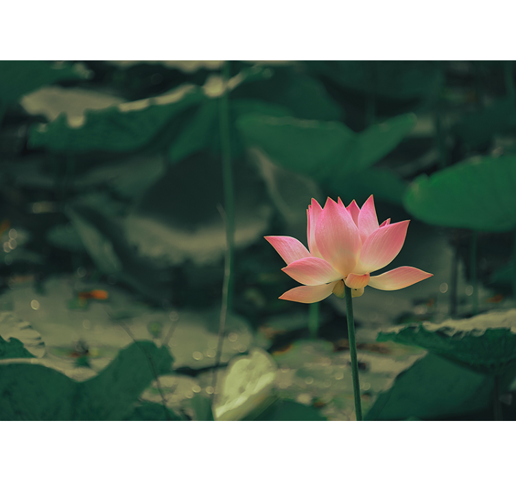 Estore de rolo verdes flor rosa - TenStickers