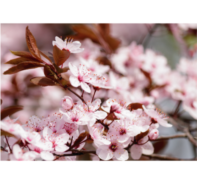 Estore de rolo para sala flores de cerejeira - TenStickers