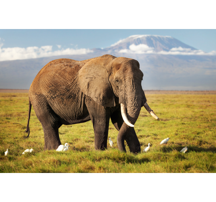 Estore de rolo para sala elefante kilimanjaro - TenStickers