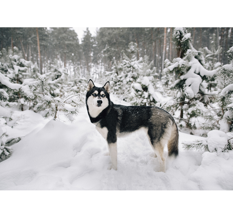 Estore de rolo branco floresta de inverno e cachorro husky - TenStickers