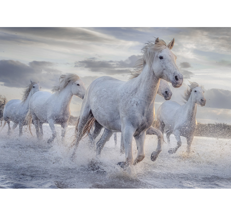 Estore de rolo branco mural fotográfico de cavalos - TenStickers