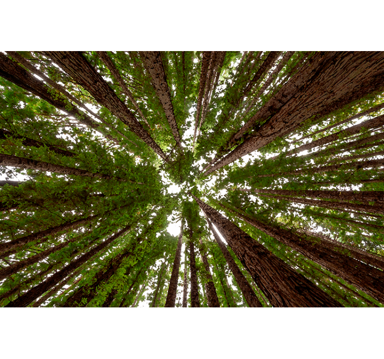 Estores de rolo de árvores design de copa alta - TenStickers