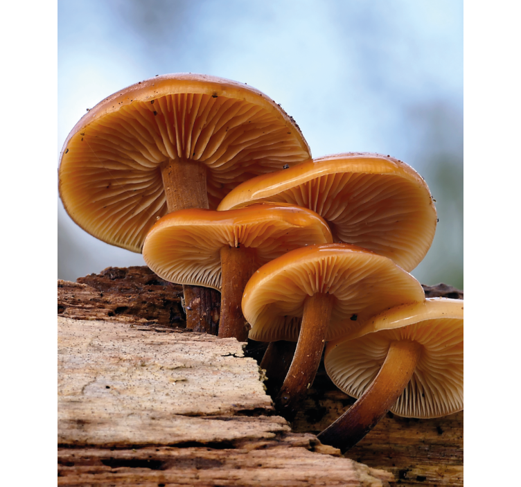 Estore de rolo flores e plantas crescimento de cogumelo - TenStickers