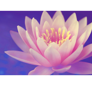 Estore de rolo para cozinha flor de lótus rosa - TenStickers