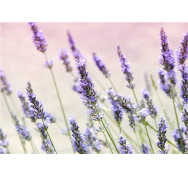 Estore de rolo para cozinha um buquê de flores roxas - TenStickers