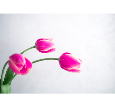 Estore de rolo para cozinha três tulipas fundo branco - TenStickers