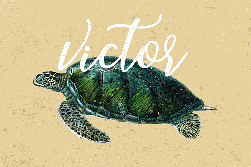 Individuais de mesa Tartaruga marinha com nome - TenStickers