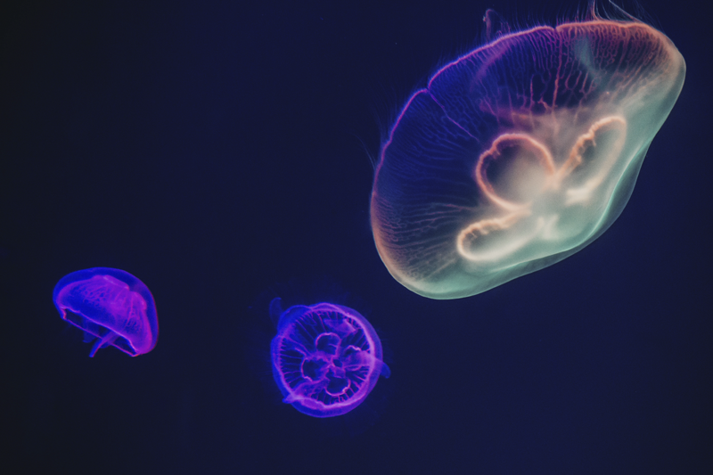 Individuais de mesa Medusas multicoloridas - TenStickers