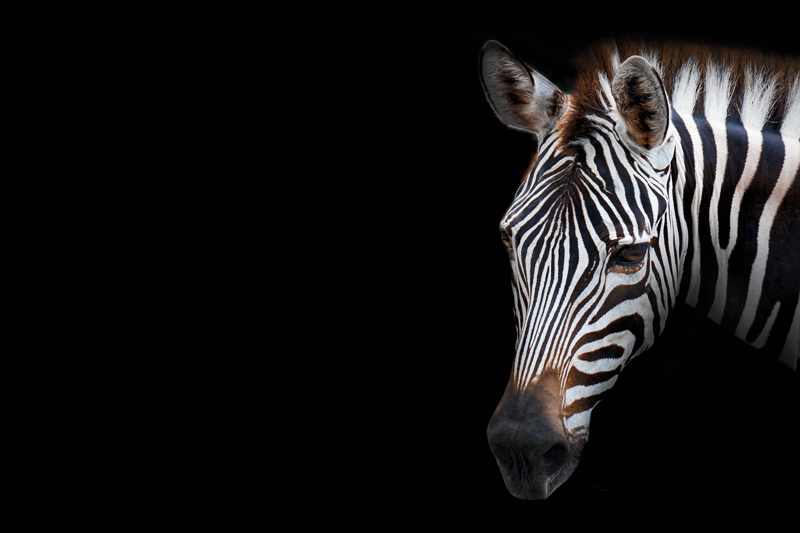 Individuais de mesa originais cabeça de zebra em close-up - TenStickers