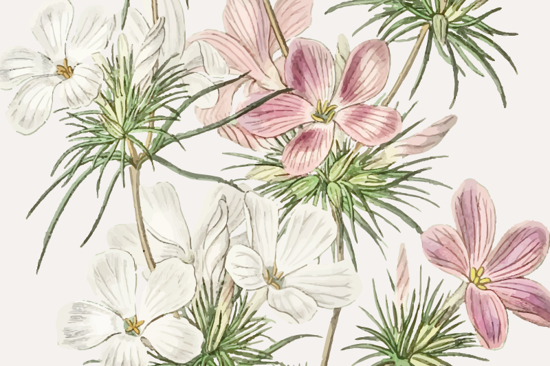 Individuais de mesa elegantes Orquídeas sutis - TenStickers