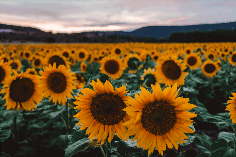 Individuais de mesa originais vista do campo de girassóis - TenStickers