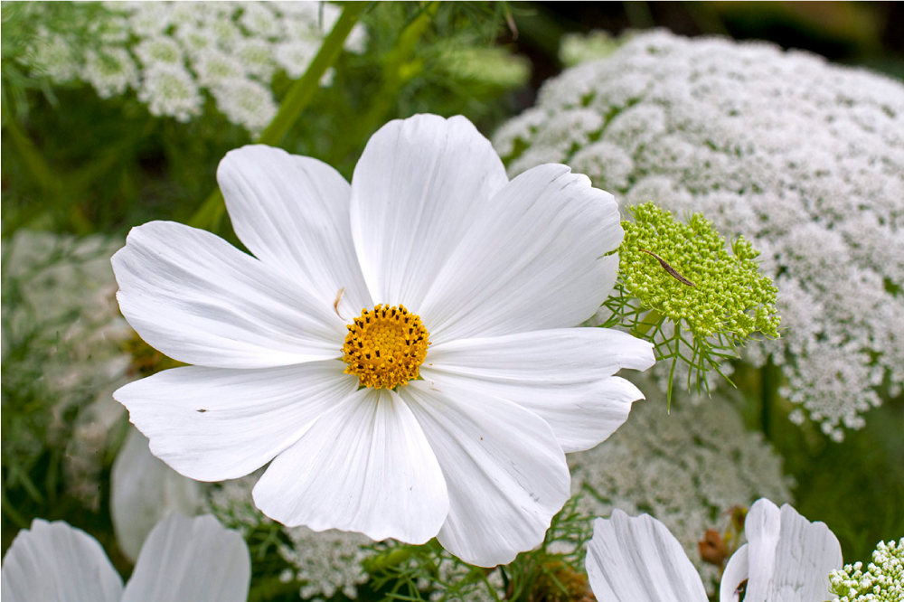 Individuais de mesa originais flor branca elegante - TenStickers