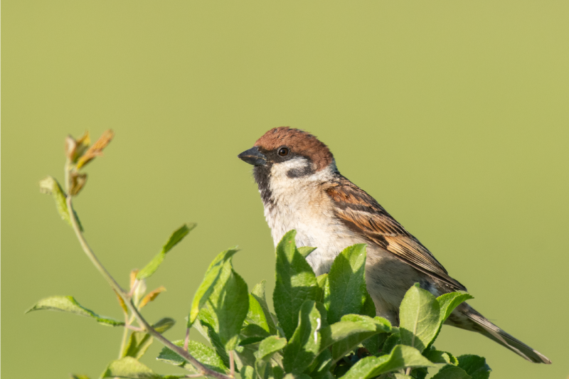 Individuais de mesa modernos pássaro no verde - TenStickers