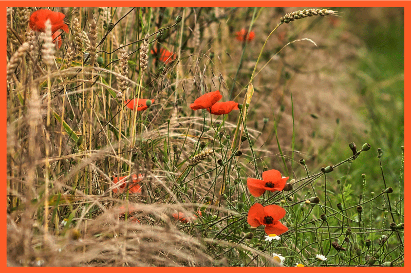 Individuais de mesa infantis arranjos de comida divertidos - TenStickers