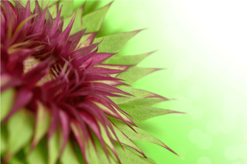 Individual de mesa imagem aproximada da flor - TenStickers