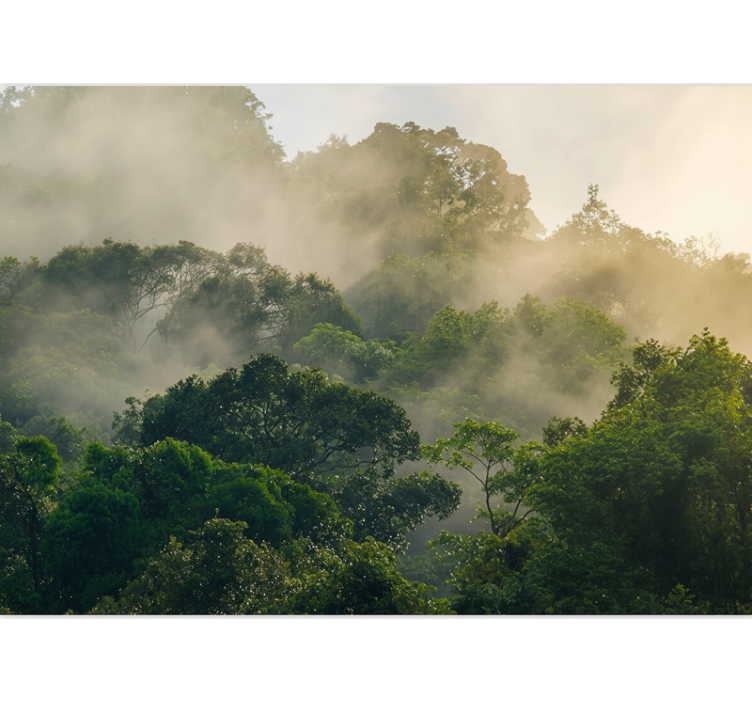 Mural de parede bosques densa copa de floresta - TenStickers