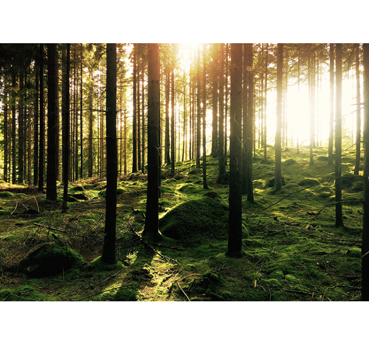 Mural de parede para a sala floresta ensolarada - TenStickers